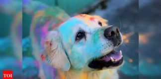 Find Out the Steps to Make This Holi Safe for Your Pets