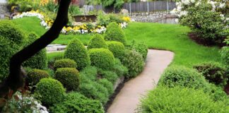 10 Shrubs and Tips to Keep Your Garden Evergreen