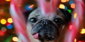 Richest Paws of the World: Pets with the Most Net Worth