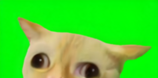 For all who missed Pepe and Shiba Inu, welcome to GAGCAT on Solana: a new challenger in the memecoin space.
