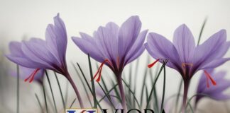 Viora Saffron – Pure Tradition, Real Quality, Global Vision