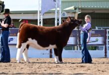 78th Annual Arizona National Livestock Show