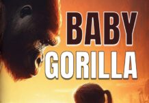 From Rock Bottom to Redemption: Daniel Gundert’s Baby Gorilla Hits #1 on Amazon