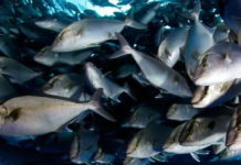 Luoming Aquaculture Oxygen Generator Systems Gain International Recognition for Safety and Efficiency