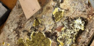 Louisiana-Based Mold Shield Restoration Expands Advanced Mold Treatment Services, Including Solutions for RVs