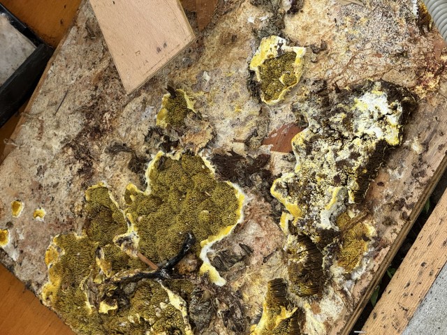 rss_mold-removal-louisiana1300814795