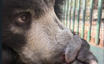 World Wildlife Day Warning-Rescued baby bear Lissy sends stark message about vigilance against the wildlife trafficking