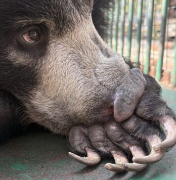 World Wildlife Day Warning-Rescued baby bear Lissy sends stark message about vigilance against the wildlife trafficking