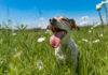 Effective Tips to Take Care of Pets During Summer