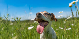 Effective Tips to Take Care of Pets During Summer