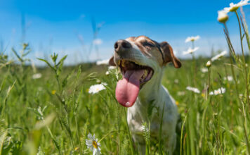 Effective Tips to Take Care of Pets During Summer