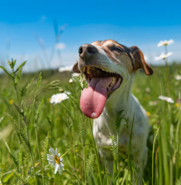 Effective Tips to Take Care of Pets During Summer Effective Tips to Take Care of Pets During Summer