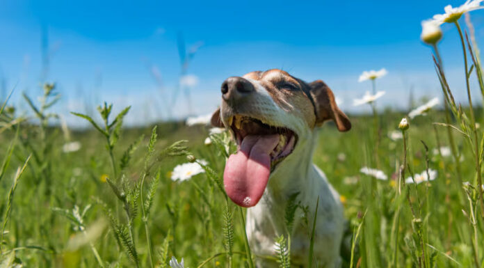 Effective Tips to Take Care of Pets During Summer