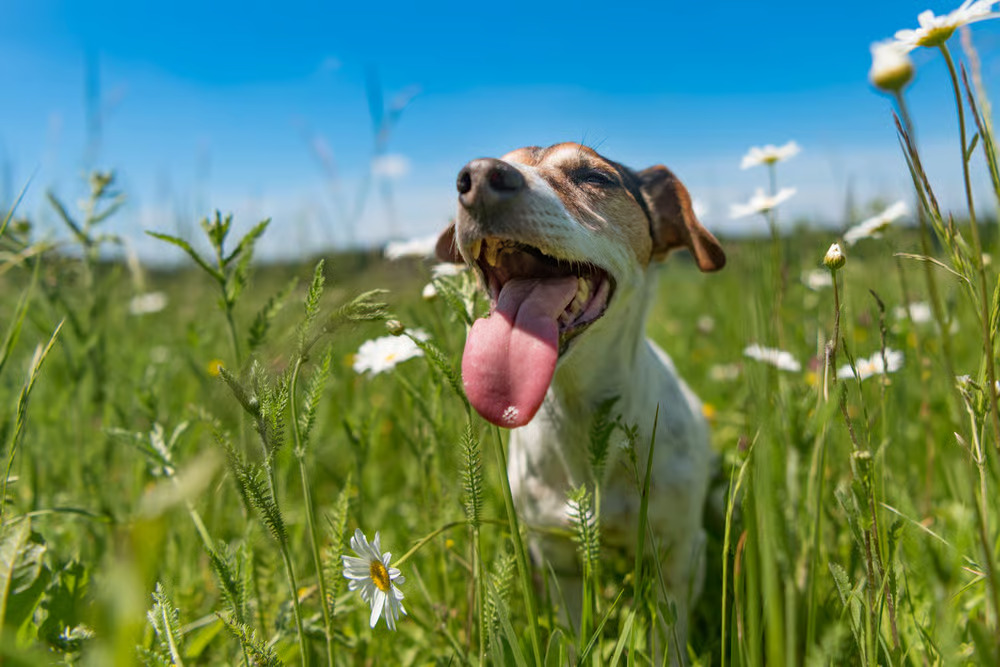Effective Tips to Take Care of Pets During Summer 