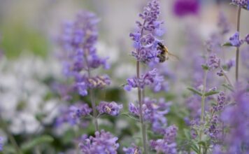 PlantGift.eu Expands EU-Wide Plant Delivery to 25 Countries with Bulk Landscaping and Indoor Plant Gift Collections