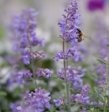 PlantGift.eu Expands EU-Wide Plant Delivery to 25 Countries with Bulk Landscaping and Indoor Plant Gift Collections