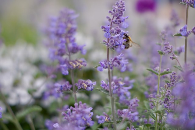 rss_pollinator-friendly-plants-for-your-garden907484880